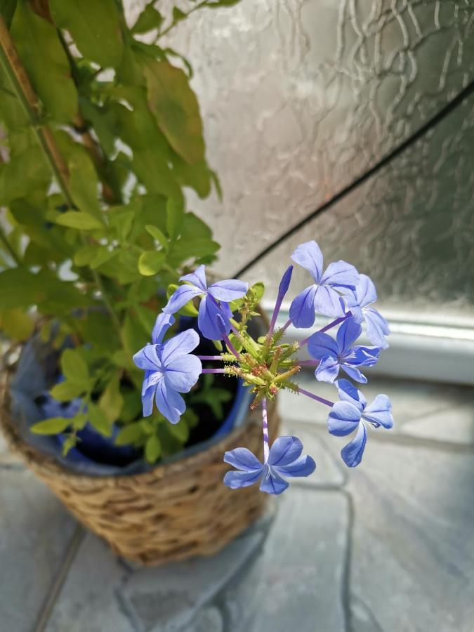 קריובה Bloom Box Apartments מראה חיצוני תמונה