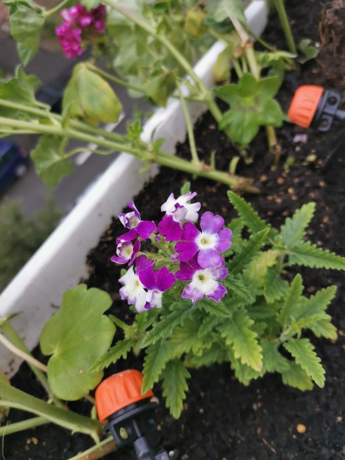 קריובה Bloom Box Apartments מראה חיצוני תמונה