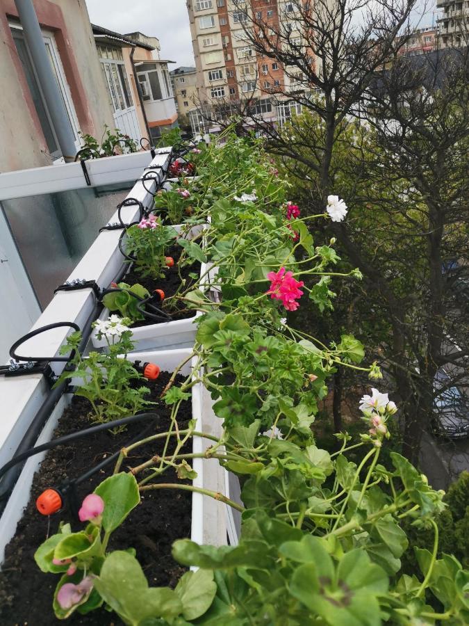 קריובה Bloom Box Apartments מראה חיצוני תמונה